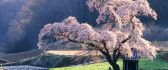 Wonderful cherry blossom tree in the middle on the nature