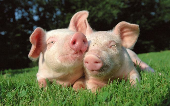 Pigs love