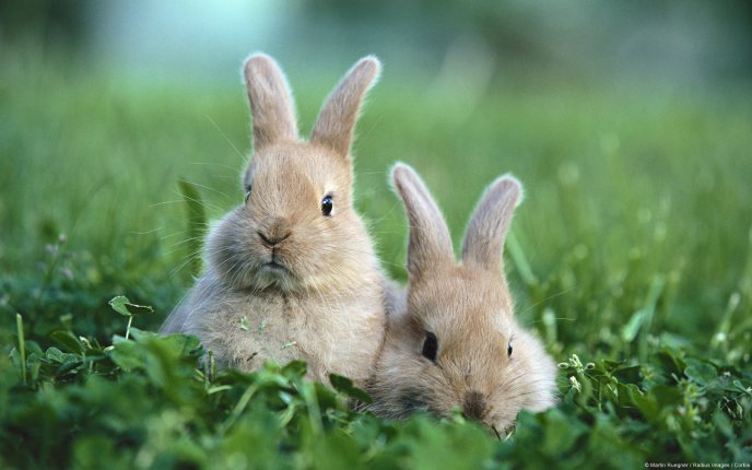 A pair of cute fluffy bunnies 