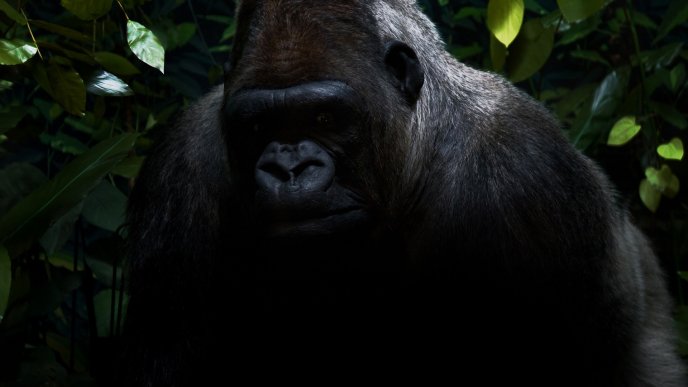 Big sad gorilla
