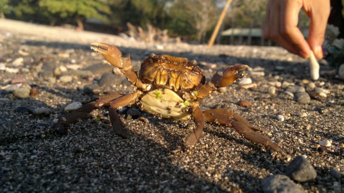 Little crab on the beach close up