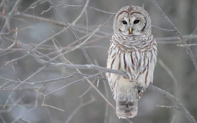 White owl on a tree branch