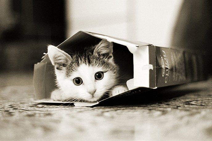 Little kitty hiding in a cereal box