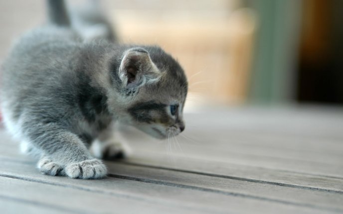 Very cute kitty lurking