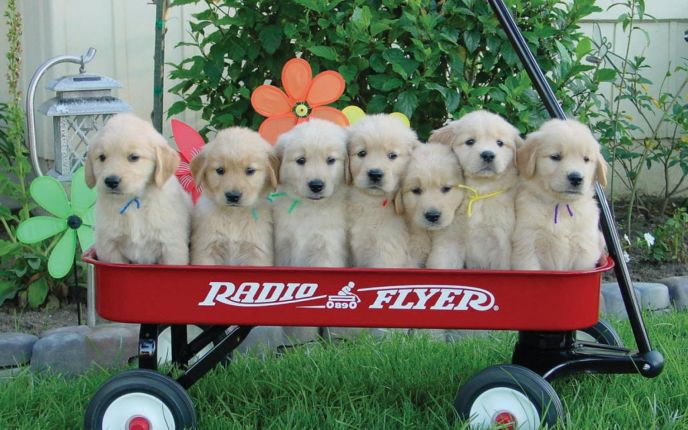 Puppies in a cart
