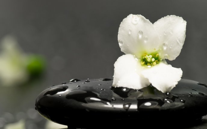 White flower on a black stone