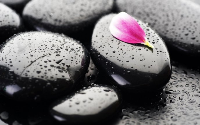 Pink petal on a wet black stone