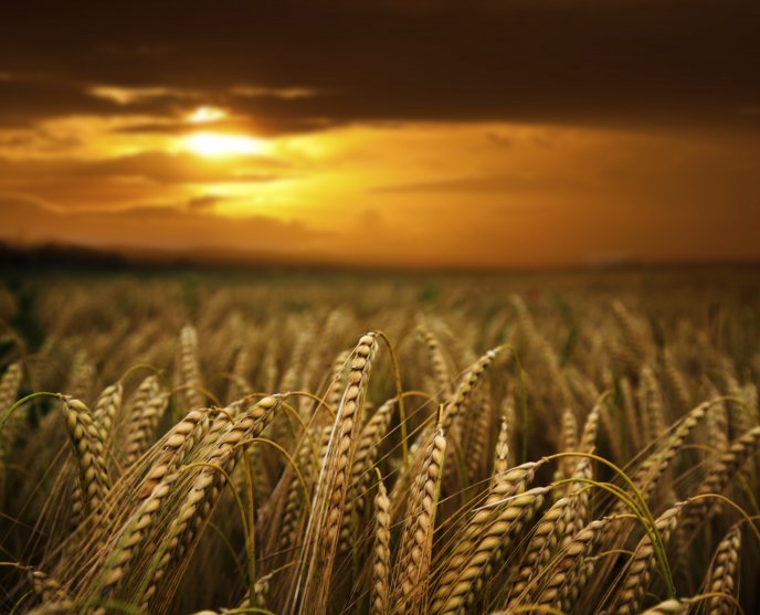 Wheat field HD wallpaper