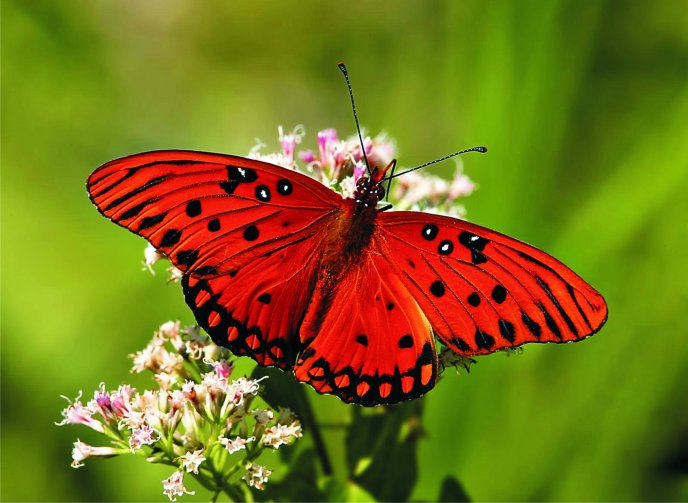 Beautiful red butterfly with black dots on a flower