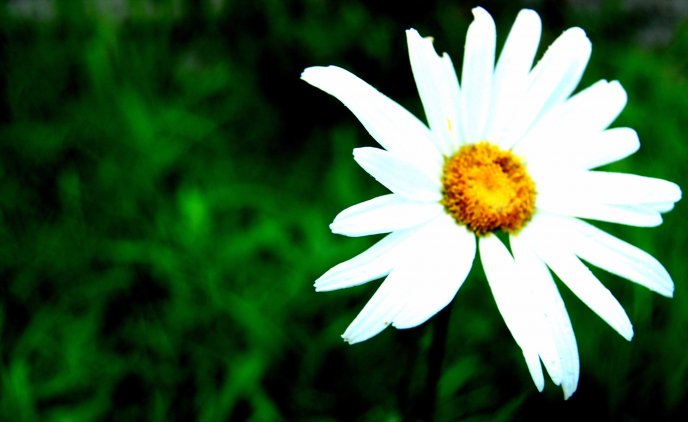 A beautiful white daisy flower