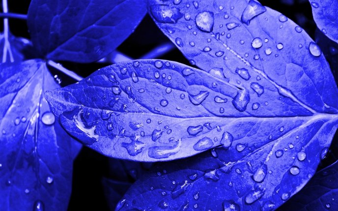 Drops of water on a blue leaf