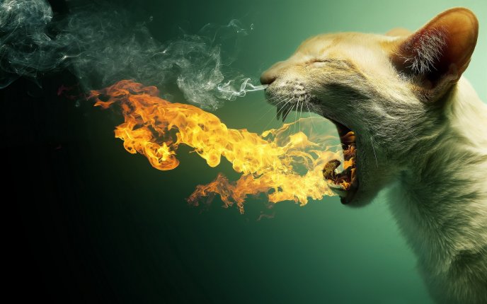 Cat spitting flames - funny wallpaper