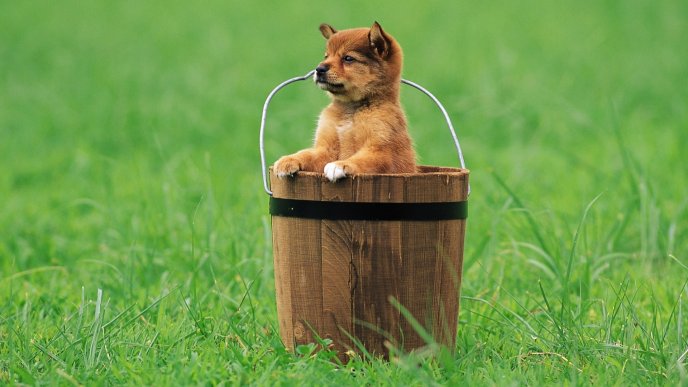 Little puppy in a wooden bucket on the field