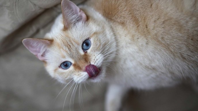 Cat touching its nose with its tongue