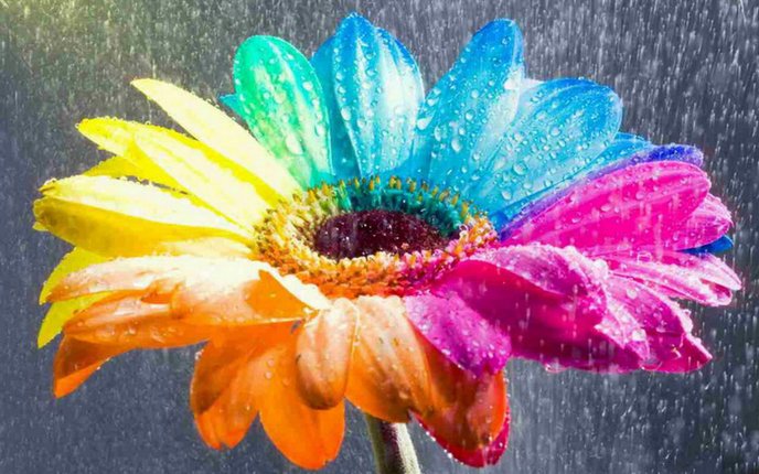 Rain over a rainbow flower