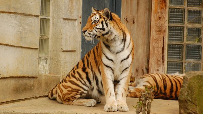 Sweet wild animal - tiger