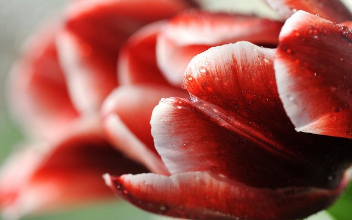 Red rose petals close up - HD wallpaper
