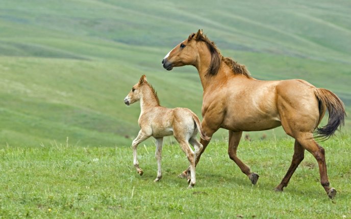 A horse with its cub on a field