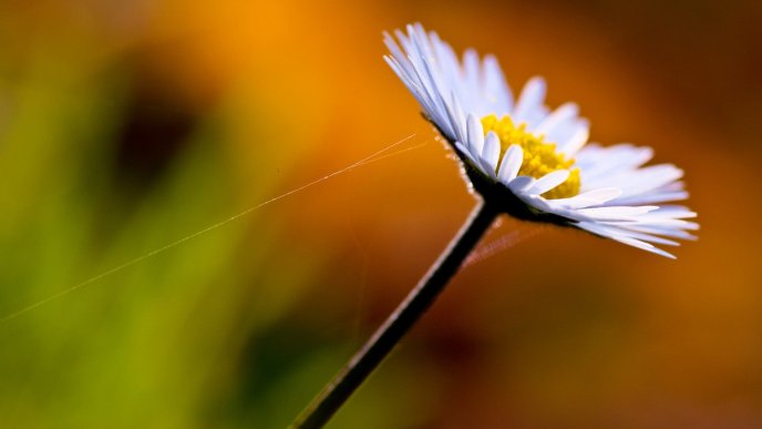 Daisy white flower with spider