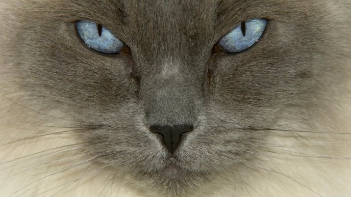 Sweet blue eyed cat and gray face close up