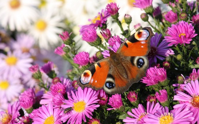 Butterfly on flowers - cat eyes