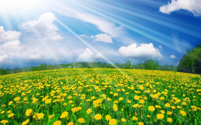 Yellow field full of dandelions