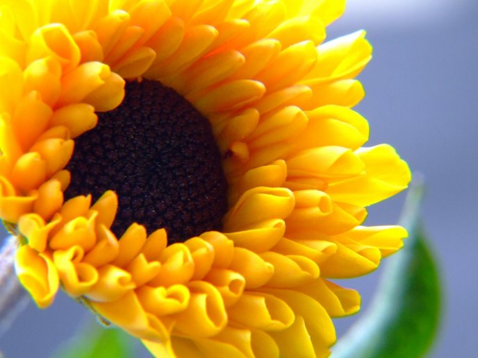 Sunflower close up HD wallpaper