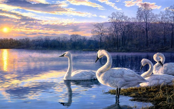 Swans on a lake at sunset