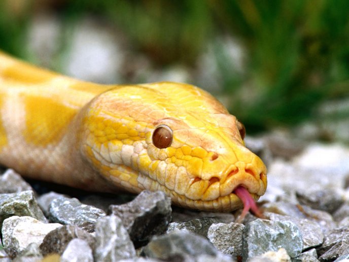 Yellow snake looking at you - macro