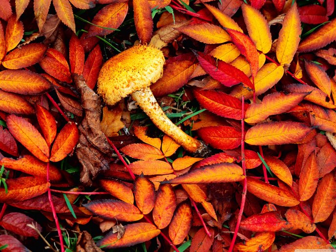 A mushroom among copper-colored leaves of autumn
