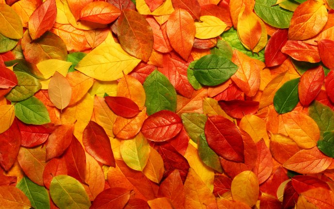 Autumn blanket - copper-colored leaves