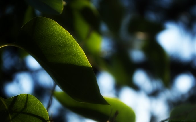 Trees - young green leaves close up HD wallpaper