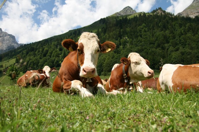 Cute cows relaxed on the grass in the mountain