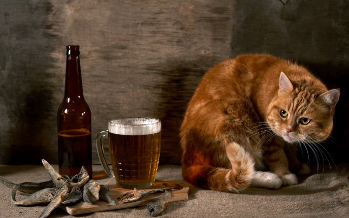 Cat - Who eat my fish and drink my beer?