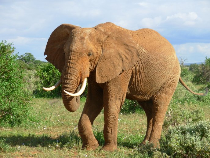 Big elephant walking through the jungle HD wallpaper