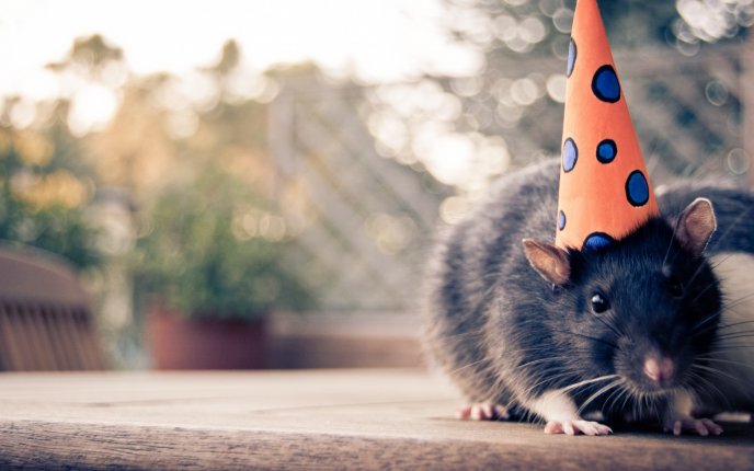 A small mouse with birthday hat HD wallpaper