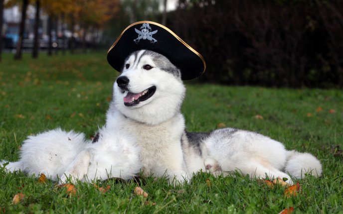 Huski dog with pirate hat HD wallpaper