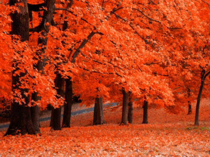Amber forest - a sign that autumn came HD wallpaper