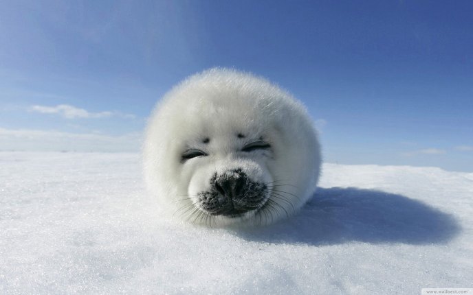 One small and fluffy baby seal HD wallpaper