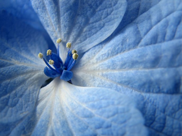 Beautiful blue flower - Macro HD wallpaper
