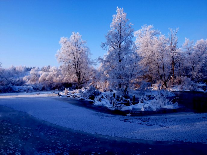 Trees dressed in white - covered with frost
