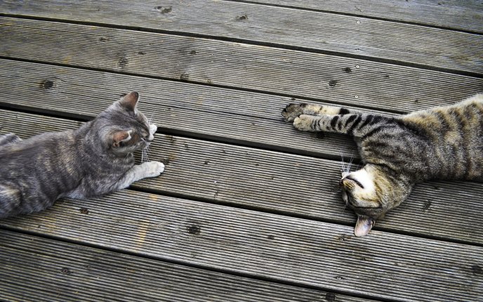 Two brindle cats on a wooden dock