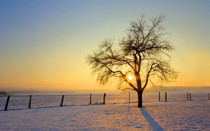 Sunrise over a snowy field HD wallpaper