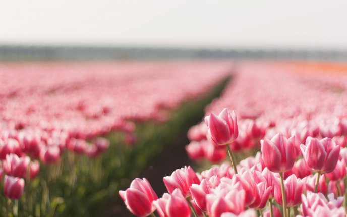 An entire field with pink tulips