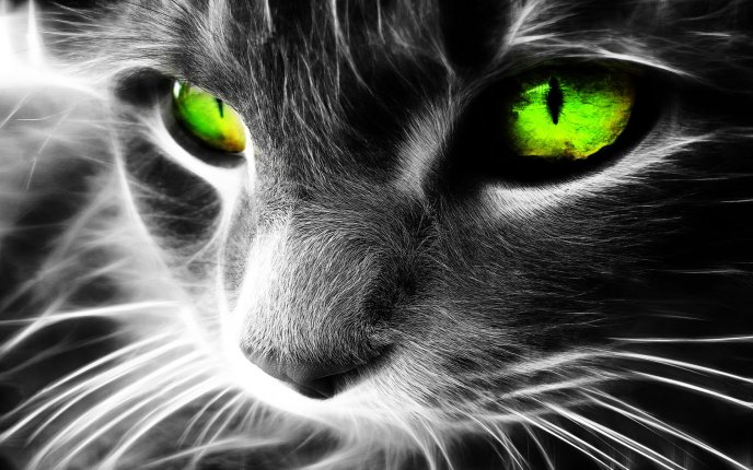 Big green eyes of a black cat