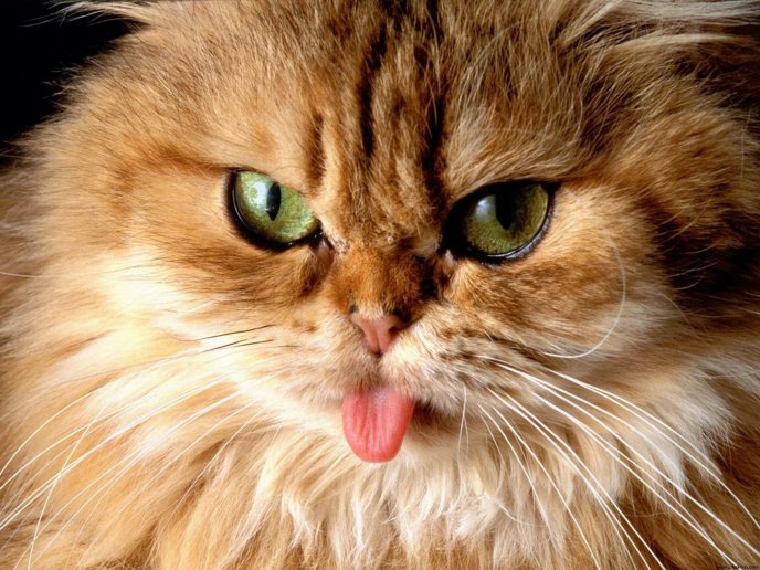 Cat tongue out in pictures - Funny wallpaper