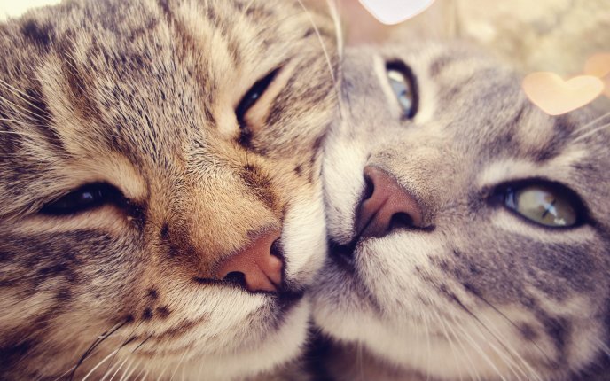 Love between animals - true love