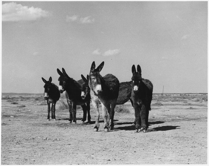 A family of donkeys on a field - black and white wallpaper