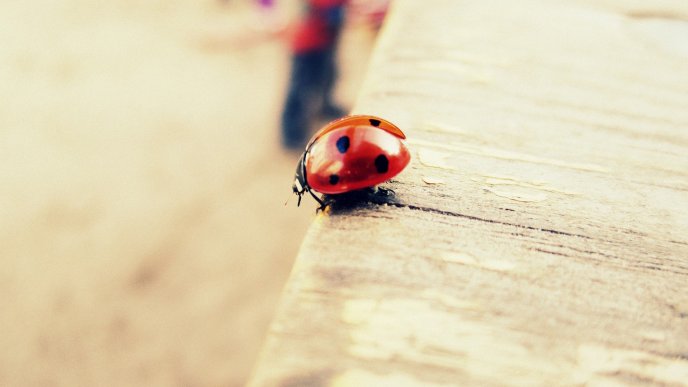 Ladybug on the curb - ready to fly