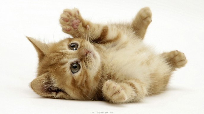 Sweet small kitty - fierce cat